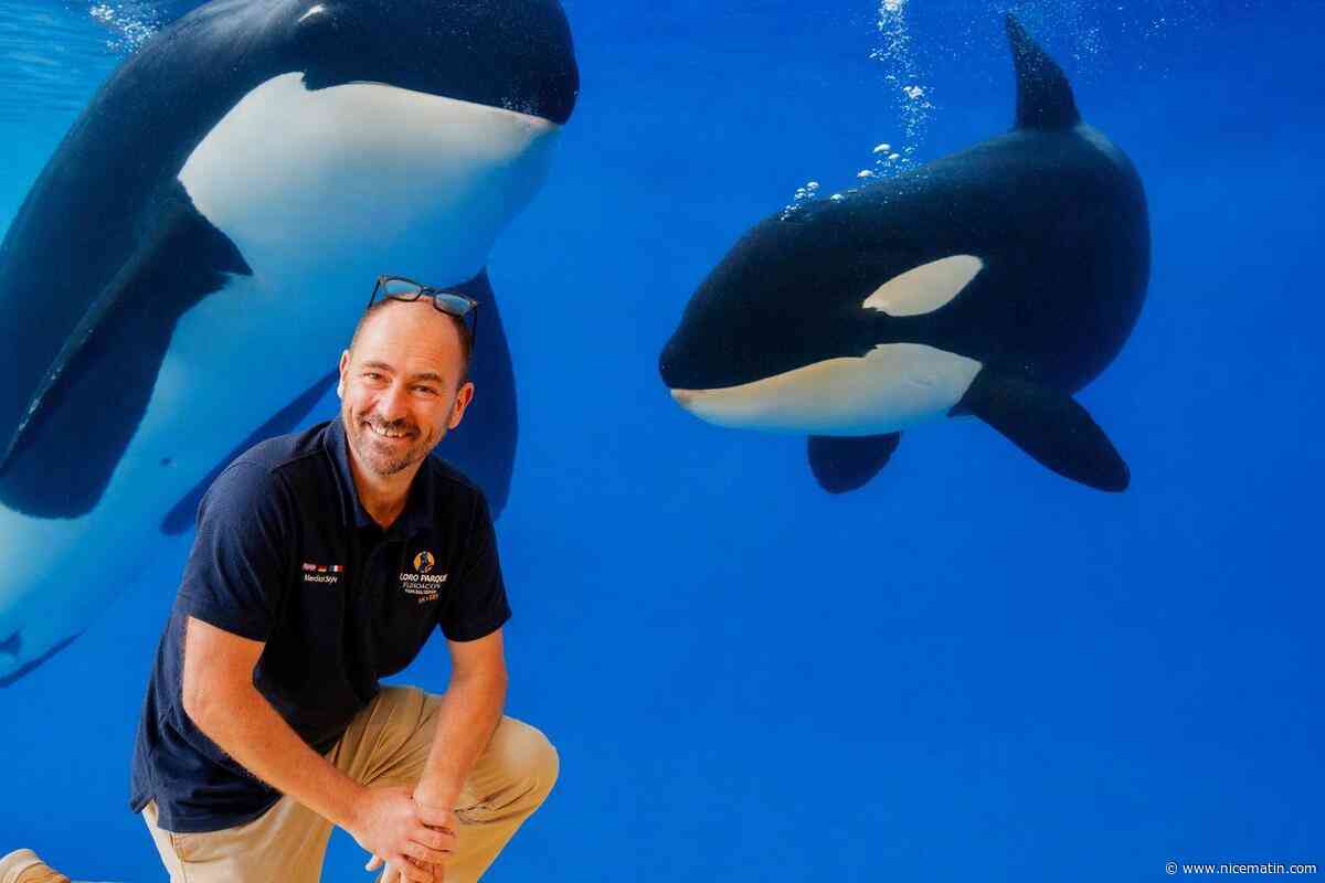 « L’Espagne n’a jamais dit non » : pourquoi le Loro Parque estime que le transfert des orques de Marineland Wikie et Keijo vers l’Espagne est désormais possible