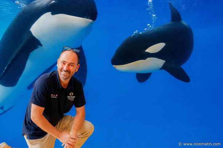 « L’Espagne n’a jamais dit non » : pourquoi le Loro Parque estime que le transfert des orques de Marineland Wikie et Keijo vers l’Espagne est désormais possible