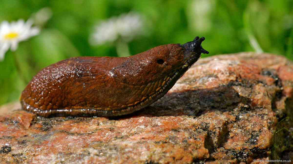 Not lemon or vinegar – stop slugs eating plants in your garden with 1 liquid