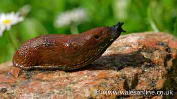 Not lemon or vinegar – stop slugs eating plants in your garden with 1 liquid