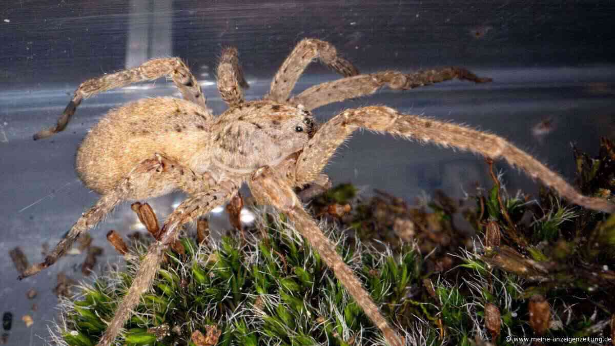 Nosferatu-Spinne wohl inzwischen bundesweit verbreitet