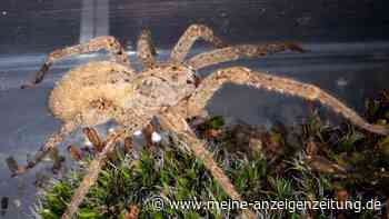 Nosferatu-Spinne wohl inzwischen bundesweit verbreitet
