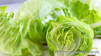 Lettuce stays crispy for 4 weeks if covered in 1 household item before going in the fridge