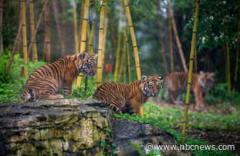 Leopards, tigers and AI data, oh my! Nashville Zoo tries to halt proposed data center