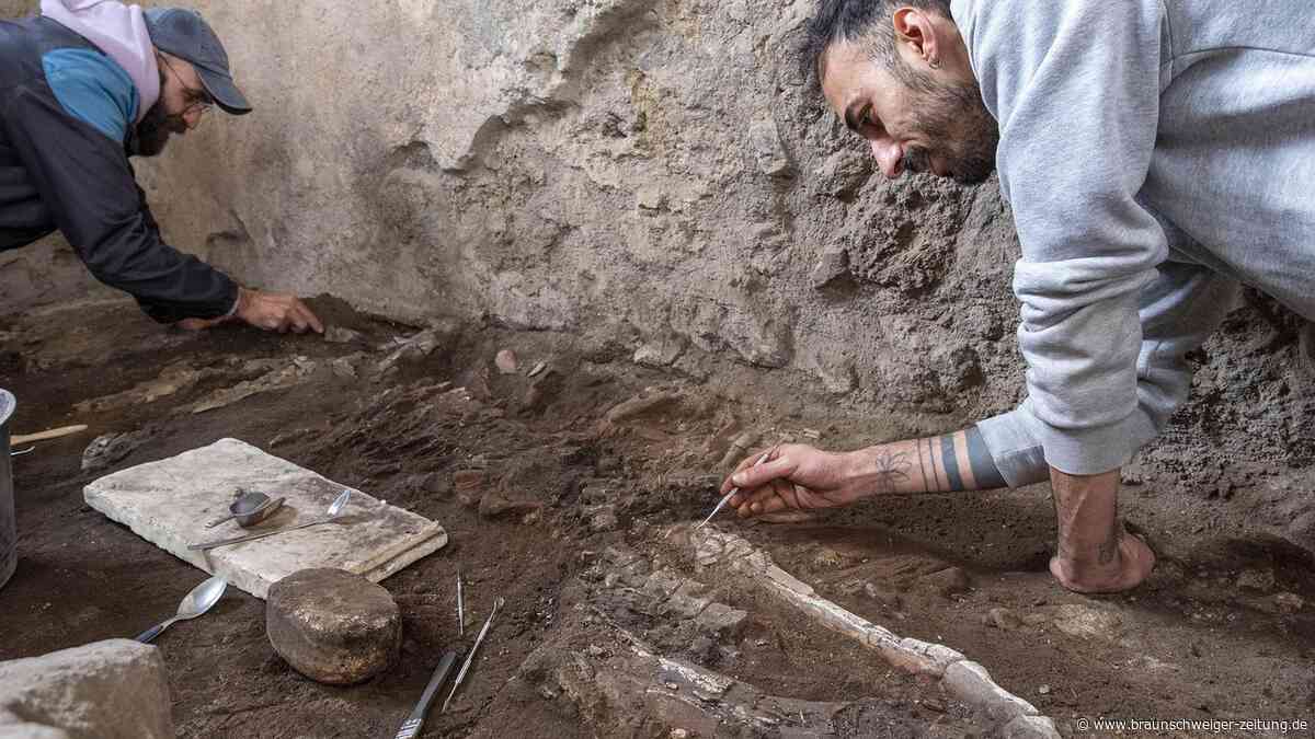 Neues Skelett in Pompeji: Erfüllte dieses Tier einst eine wichtige Aufgabe?