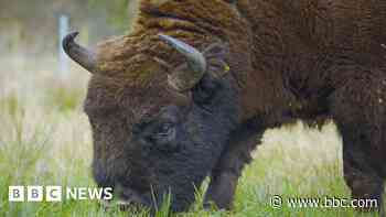 Bison moved to estate in effort to restore habitat