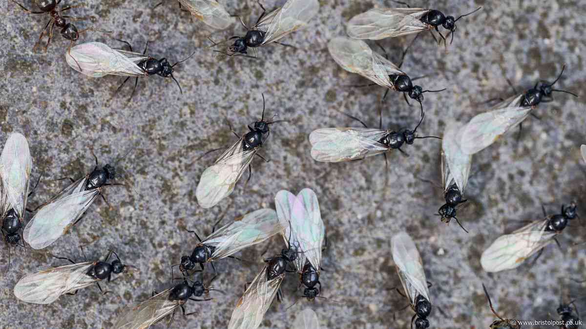 Flying Ant Day coming 'earlier' in 2026 with these areas hit first