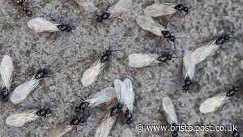 Flying Ant Day coming 'earlier' in 2026 with these areas hit first