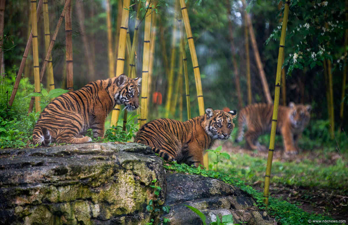 Nashville Zoo tries to halt data center project next door over animal safety concerns