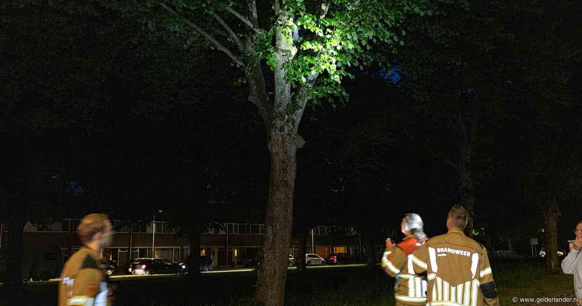 Vrouw zit anderhalf uur vast in boom, nadat ze papegaai van dochter probeert te redden