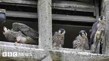 Peregrine falcons hatched and now dispatched
