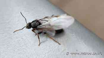 'Intense' Flying Ant Day on its way - when we can expect it