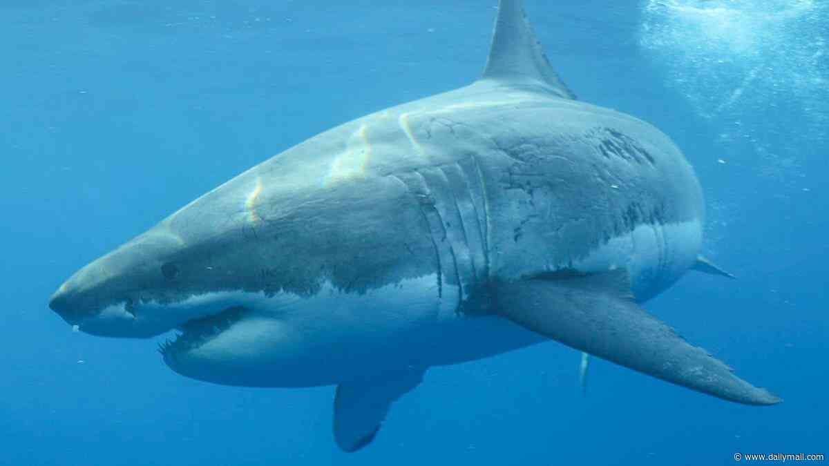 Diver fighting for life after he was mauled by four-metre shark at Michaelmas Island, WA