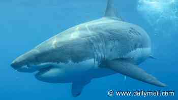 Diver fighting for life after he was mauled by four-metre shark at Michaelmas Island, WA
