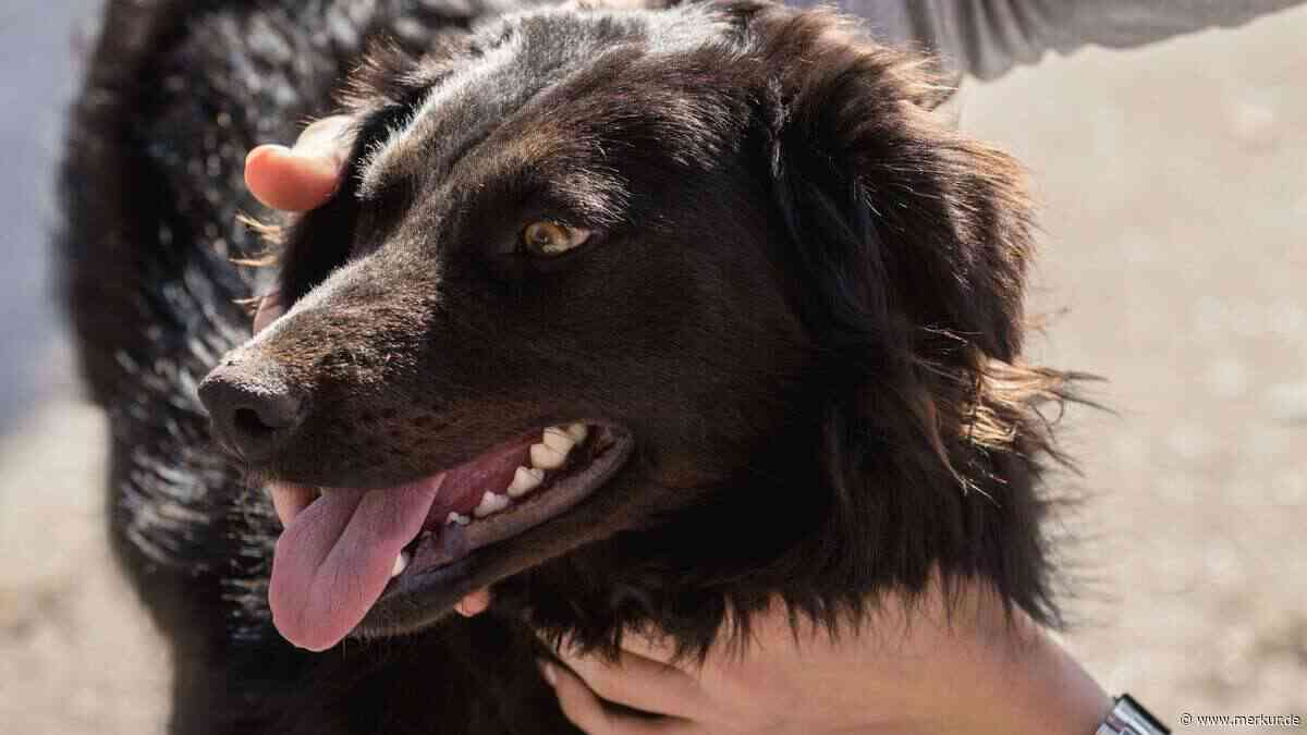 „Die Verdauung beginnt im Maul“: Expertin erklärt, warum Zahnstein für Hunde so gefährlich ist