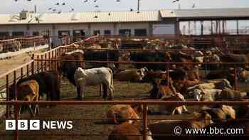 Canada bans Texas cattle over flesh-eating screwworm outbreak in US