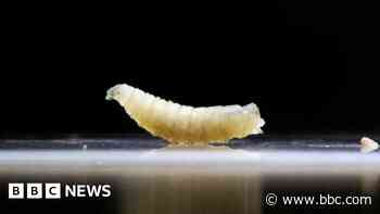 US plans to fight flesh-eating screwworm outbreak with flies and dogs