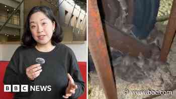 Why are devastating mice plagues happening in Australia?