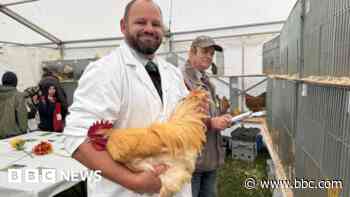 Poultry return to show after bird flu disruption