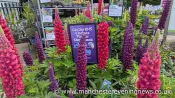 The Bolton garden centre with gorgeous plants, incredible cakes and a £2.45 soft play