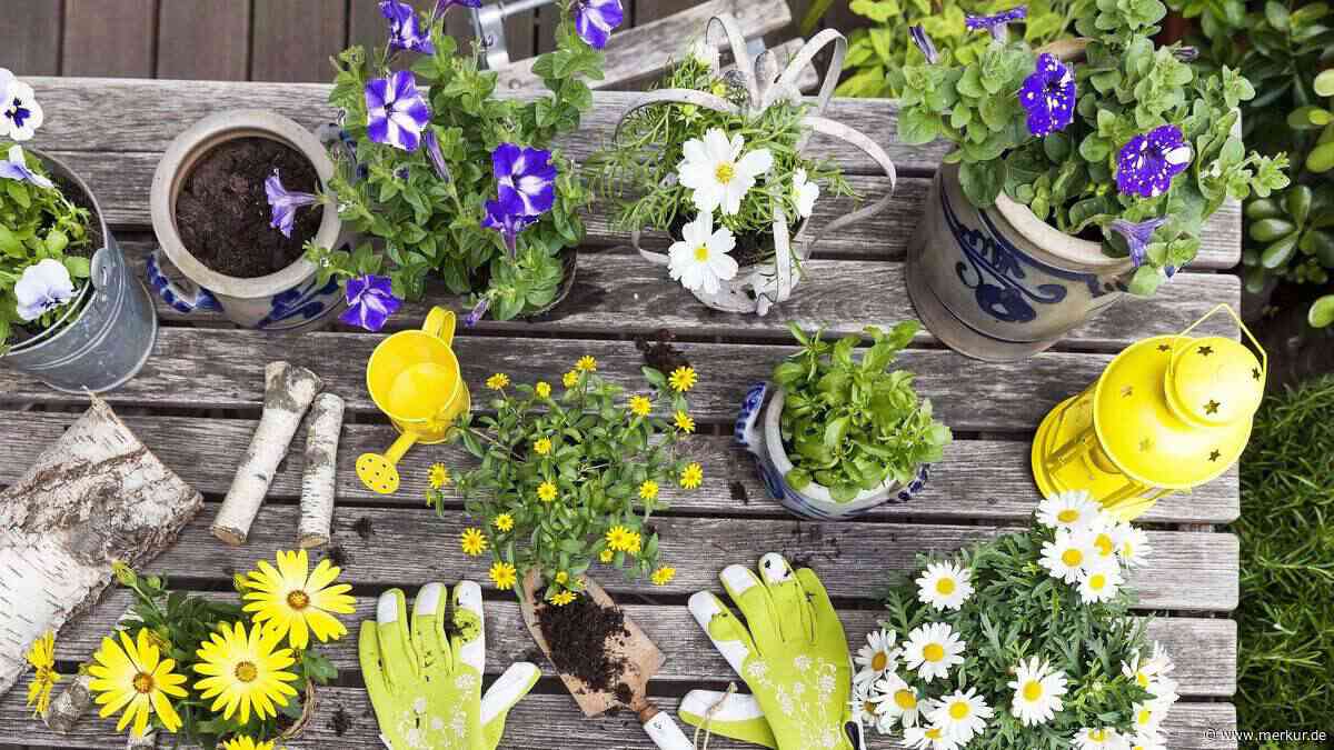 Genug Dünger, Wasser und Sonne – doch eine Sache vergessen viele bei der Pflanzenpflege