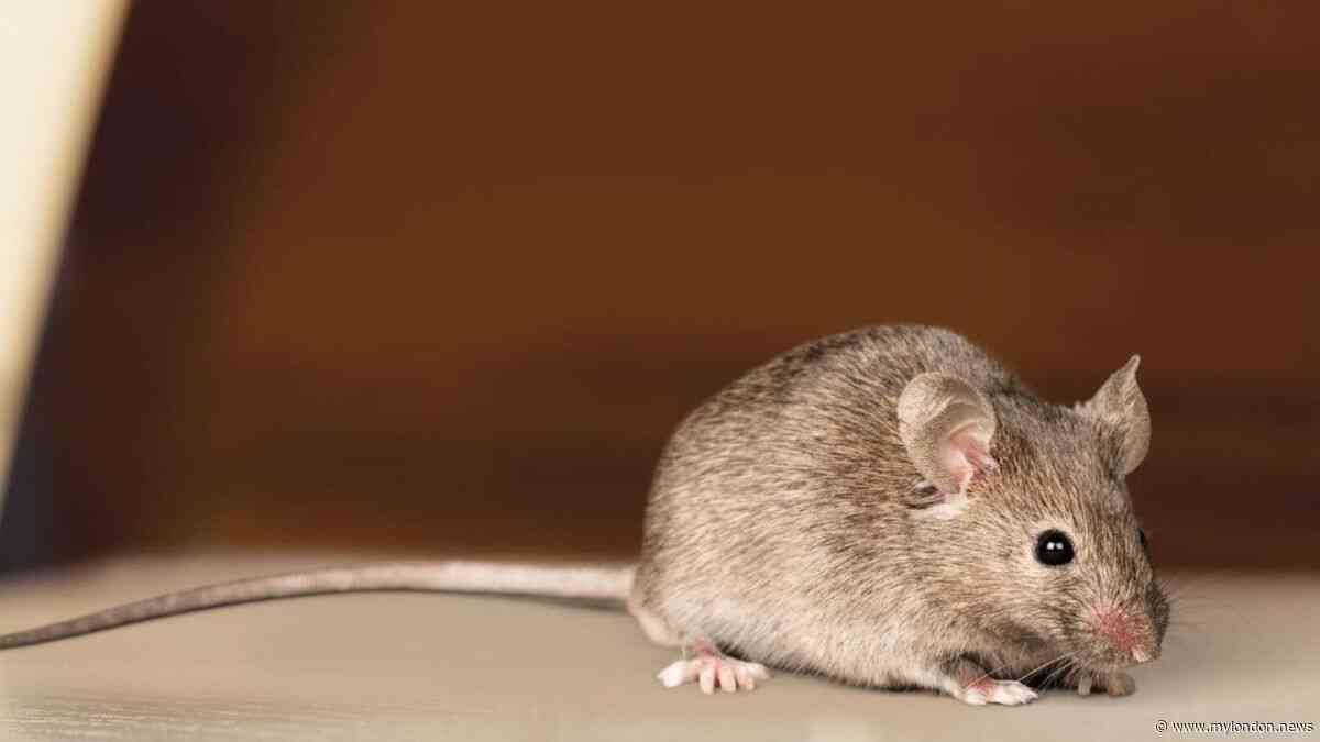 Mice running riot in Croydon council homes and cockroaches are on the rise too