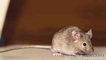 Mice running riot in Croydon council homes and cockroaches are on the rise too