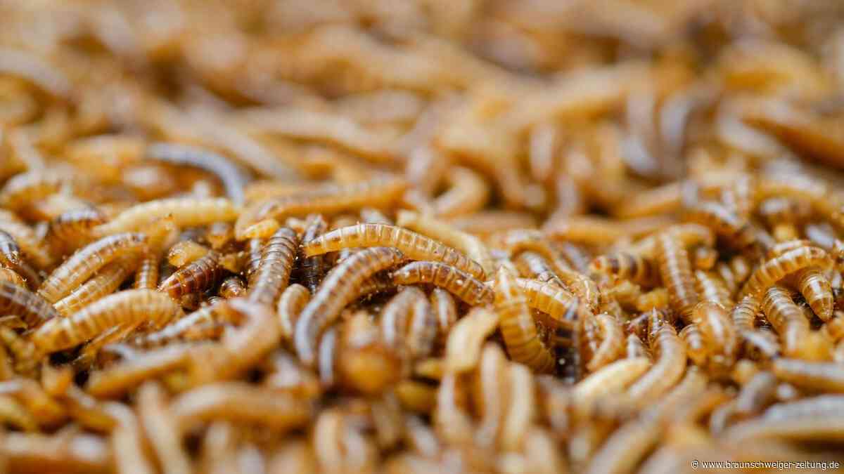 Parasit legt Maden in lebendiges Fleisch – Fall weckt in USA dunkle Erinnerung