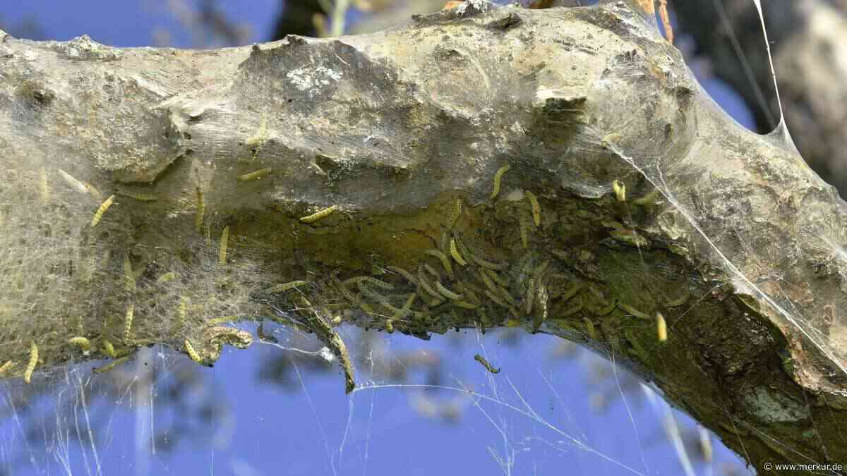 Apfel-Gespinstmotte bekämpfen: So retten Sie Ihren Apfelbaum, bevor es zu spät ist