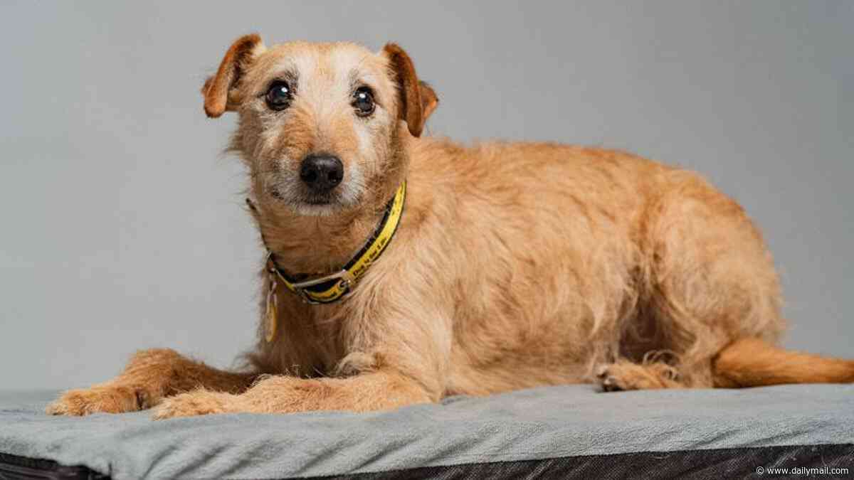 Meet the Muttley Crew of 'Underdogs' struggling to find homes due to their unusual appearances