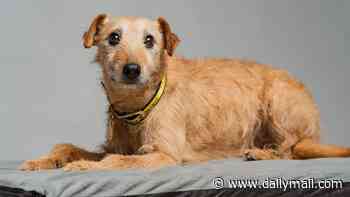 Meet the Muttley Crew of 'Underdogs' struggling to find homes due to their unusual appearances