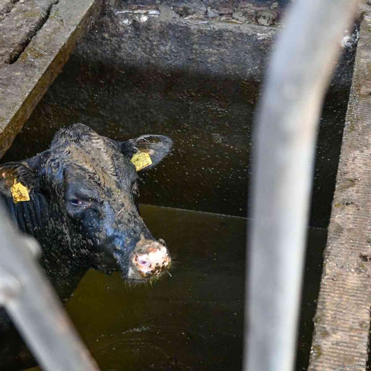 Reddingsactie: zeven pinken in gierkelder beland bij boerderij in Den Ham