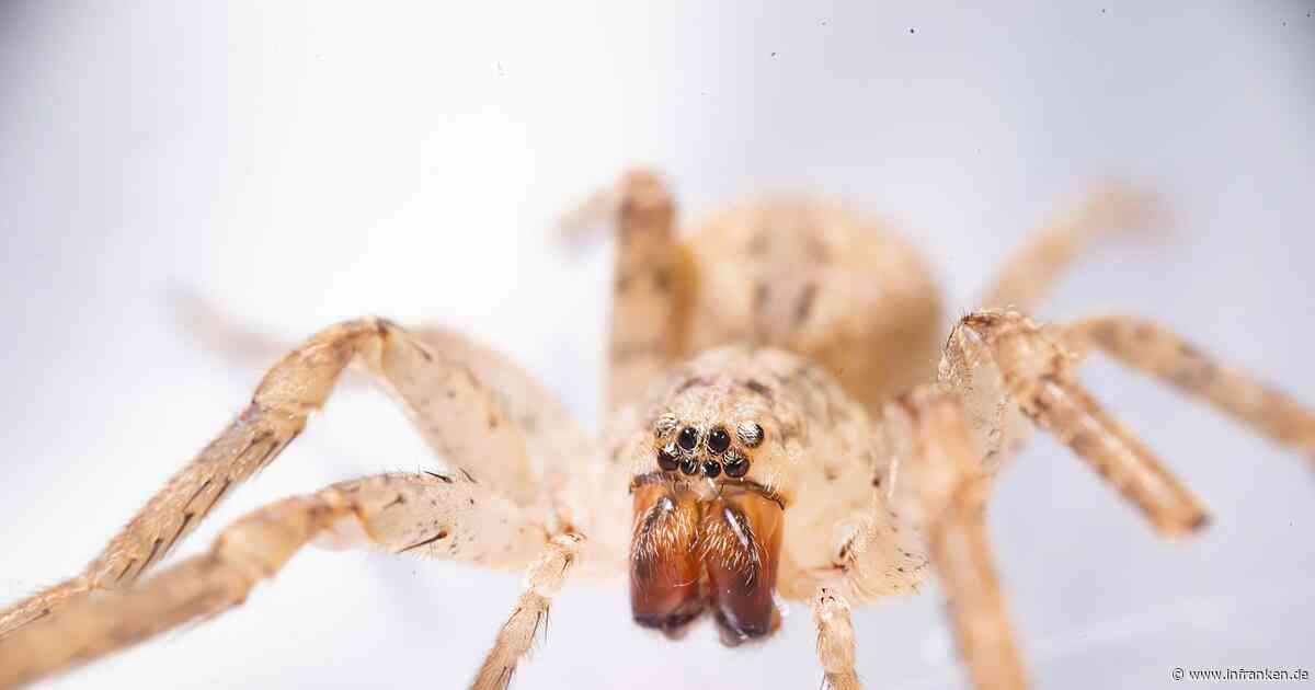 Experten bestätigen: Grusel-Spinne erobert letztes Bundesland