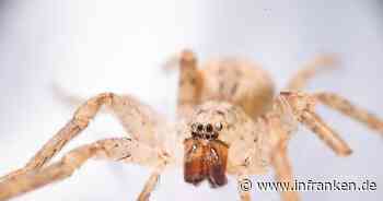 Experten bestätigen: Grusel-Spinne erobert letztes Bundesland