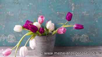Mit diesen bewährten Tricks bleiben Ihre Schnittblumen bis zu einer Woche lang frisch
