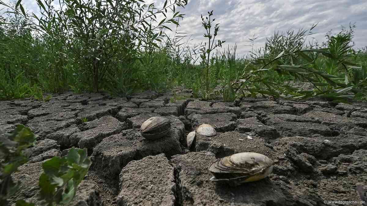 Drei Jahre nach Kachowka-Sprengung: Zwischen Wald und Wassermangel