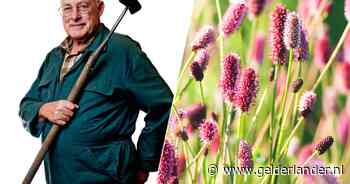 Bloemen in je grasveld mogen best, sommige komen gewoon gratis aanwaaien
