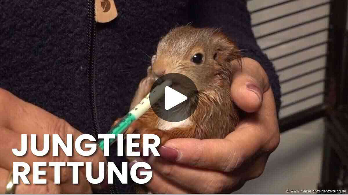Eichhörnchen-Retterin im Video: Sie setzt sich für das Überleben der Wildtiere ein