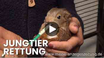 Eichhörnchen-Retterin im Video: Sie setzt sich für das Überleben der Wildtiere ein