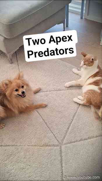 Two Apex Predators Fighting