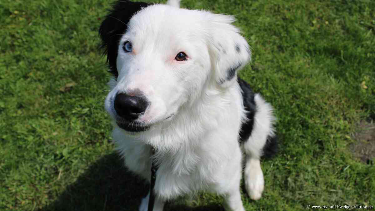Black and White, schüchtern und aufgedreht – das ist Cody aus Braunschweig