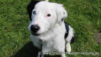 Black and White, schüchtern und aufgedreht – das ist Cody aus Braunschweig