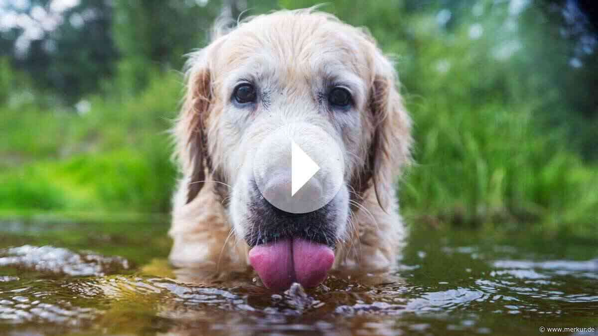 Hund am See? Dieses Risiko übersehen viele Hundehalter