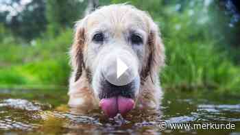 Hund am See? Dieses Risiko übersehen viele Hundehalter