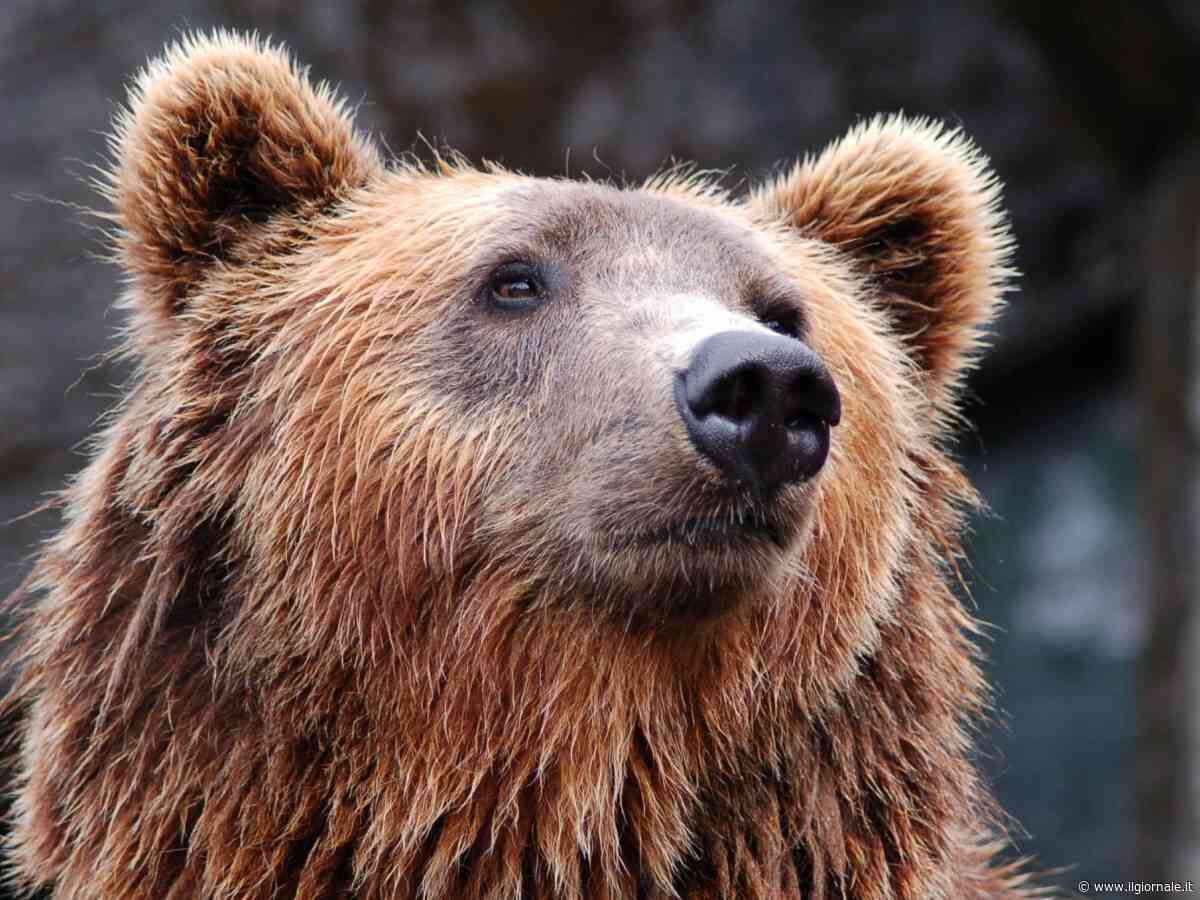 Fukushima, l’incredibile evasione di un orso: sfugge a trappole, droni e tranquillanti