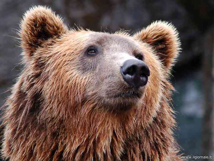 Fukushima, l’incredibile evasione di un orso: sfugge a trappole, droni e tranquillanti