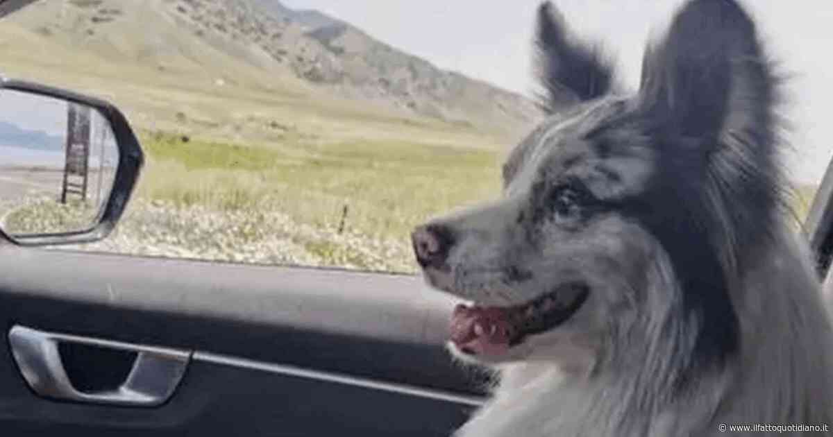 “Il mio cane è stato rapito, venduto a un ristorante e mangiato”: il dramma dell’influencer Guo e del border collie Chutou, star dei social