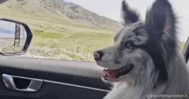 “Il mio cane è stato rapito, venduto a un ristorante e mangiato”: il dramma dell’influencer Guo e del border collie Chutou, star dei social