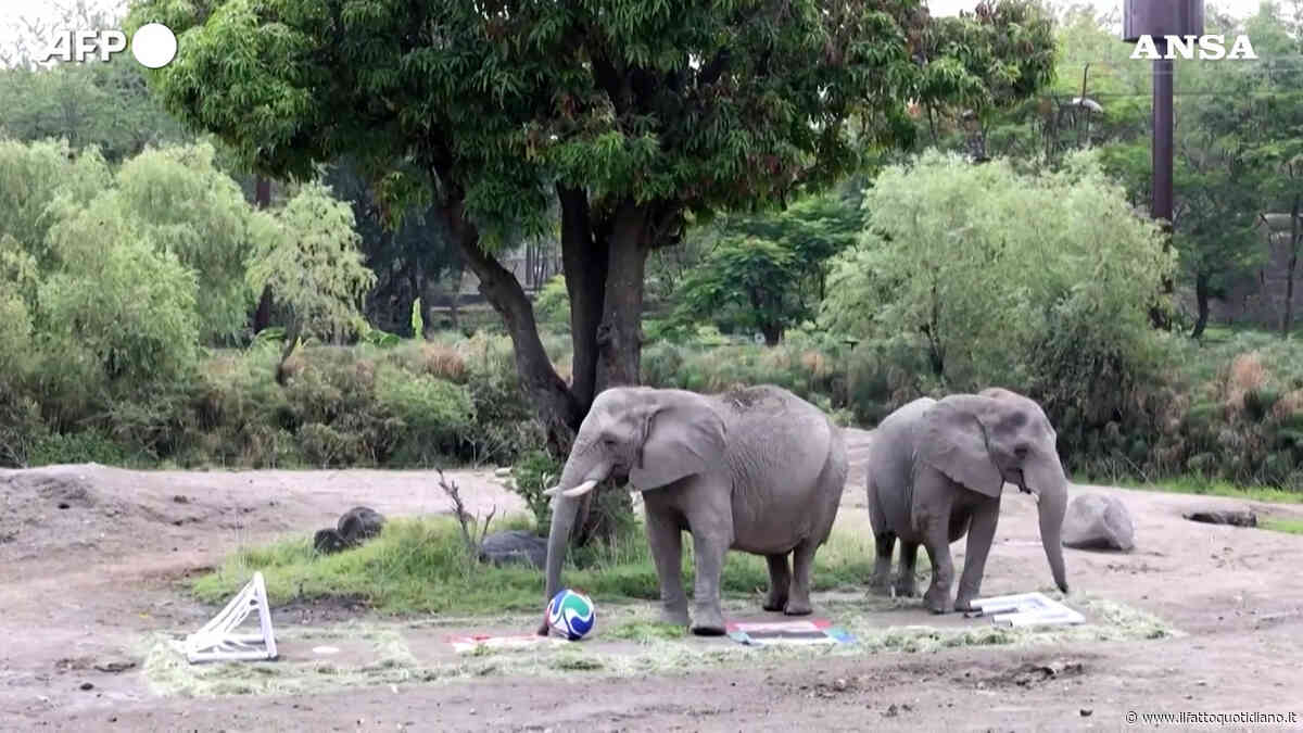 Elefanti, gorilla e puma: gli animali di uno zoo del Messico prevedono i risultati dei prossimi Mondiali di calcio – Video