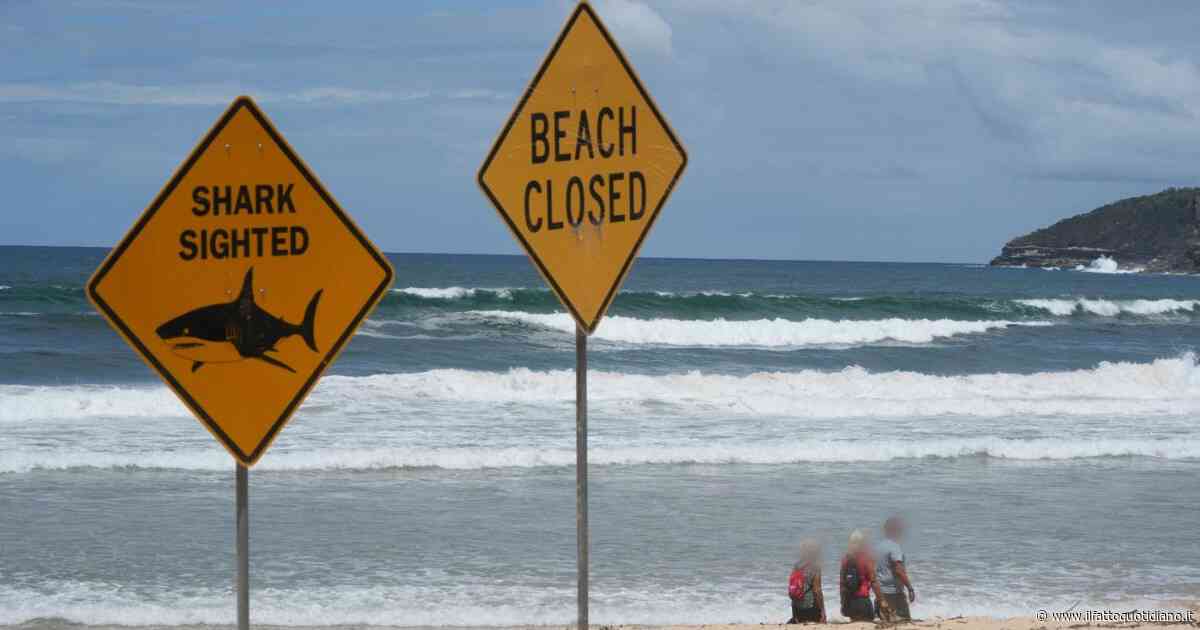 Terzo attacco mortale di squalo in quattro settimane in Australia: muore pescatore di 35 anni